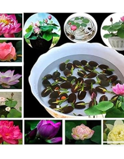 Water Lily Flower Seeds (Pack Of 50 Seeds)