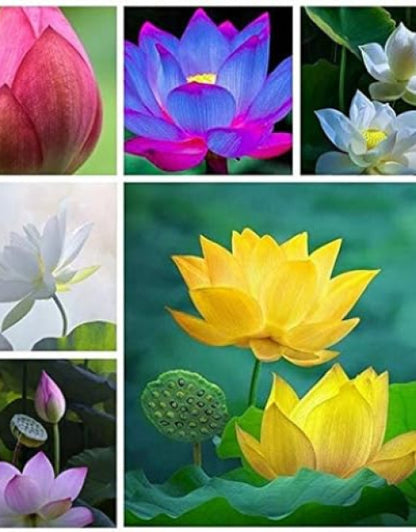 Water Lily Flower Seeds (Pack Of 50 Seeds)