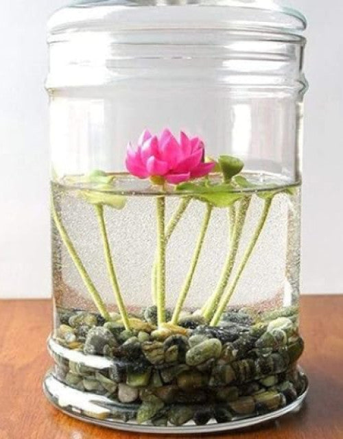 Water Lily Flower Seeds (Pack Of 50 Seeds)